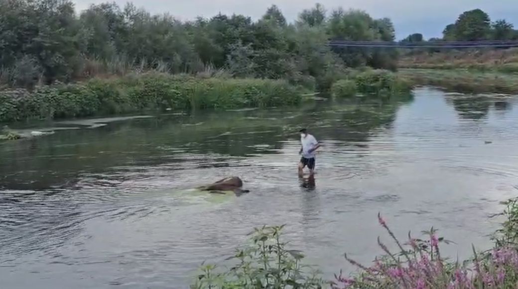 Melen Çayı’nda Ölü At Paniği; Vatandaşlar Endişeli !