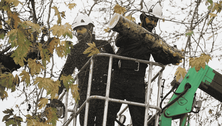 Düzce’de Kış Önlemi: Ana Arterlerde Ağaçlar Budanıyor